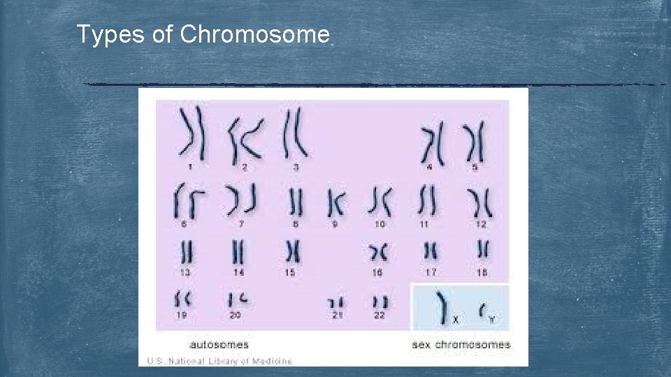 Types of Chromosome 