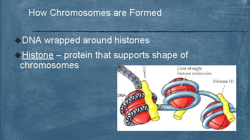 How Chromosomes are Formed u. DNA wrapped around histones u. Histone – protein that