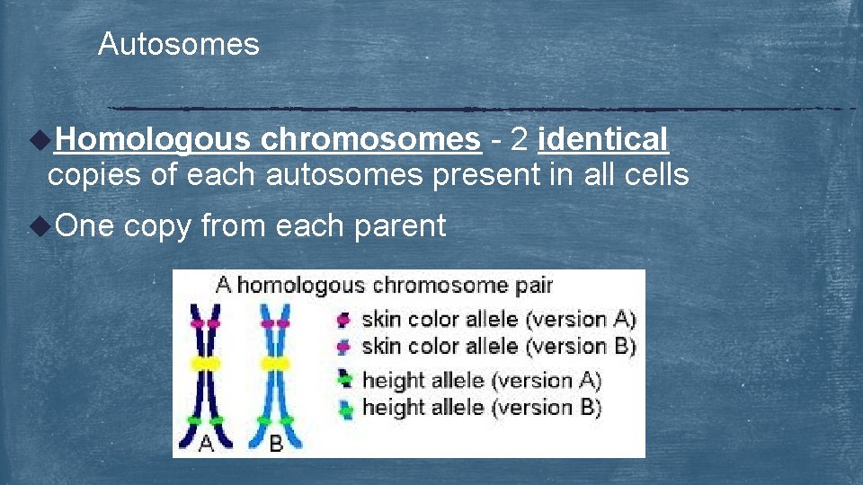 Autosomes u. Homologous chromosomes - 2 identical copies of each autosomes present in all