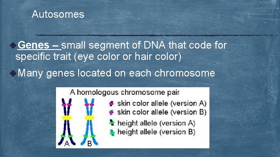 Autosomes u. Genes – small segment of DNA that code for specific trait (eye