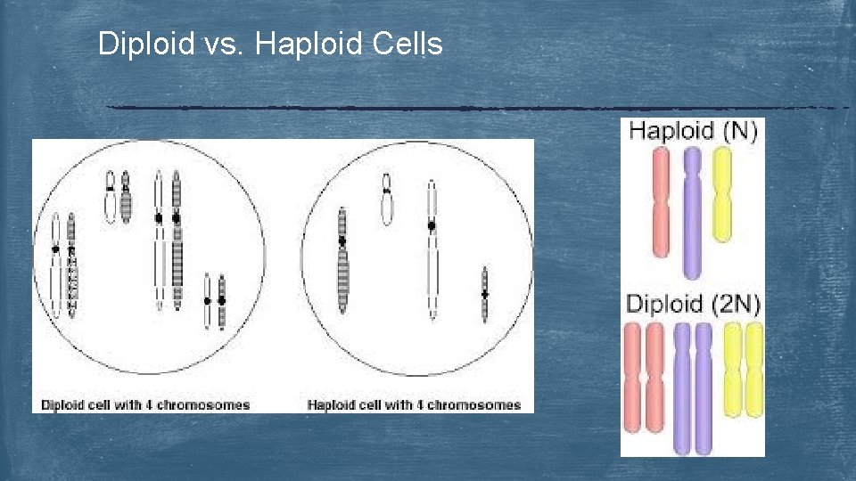 Diploid vs. Haploid Cells 