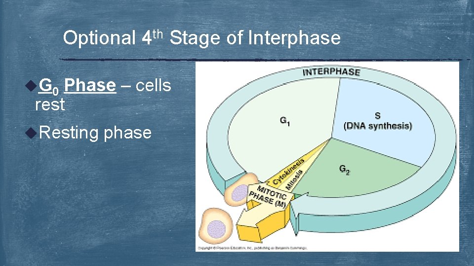 Optional 4 th Stage of Interphase u. G 0 Phase – cells rest u.