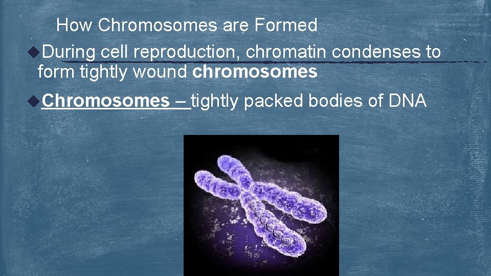 How Chromosomes are Formed u. During cell reproduction, chromatin condenses to form tightly wound