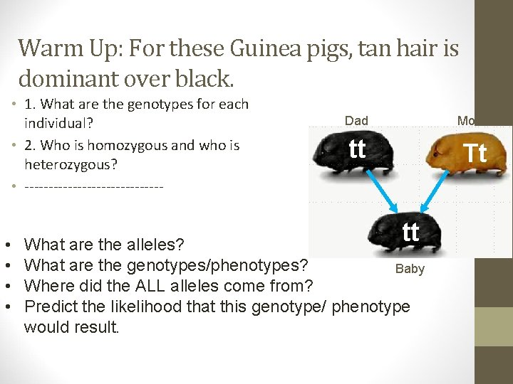 Warm Up: For these Guinea pigs, tan hair is dominant over black. • 1.