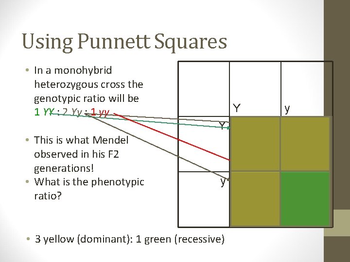 Using Punnett Squares • In a monohybrid heterozygous cross the genotypic ratio will be