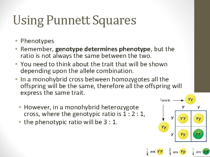 Using Punnett Squares • Phenotypes • Remember, genotype determines phenotype, but the ratio is