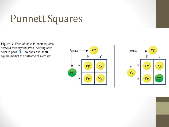 Punnett Squares 