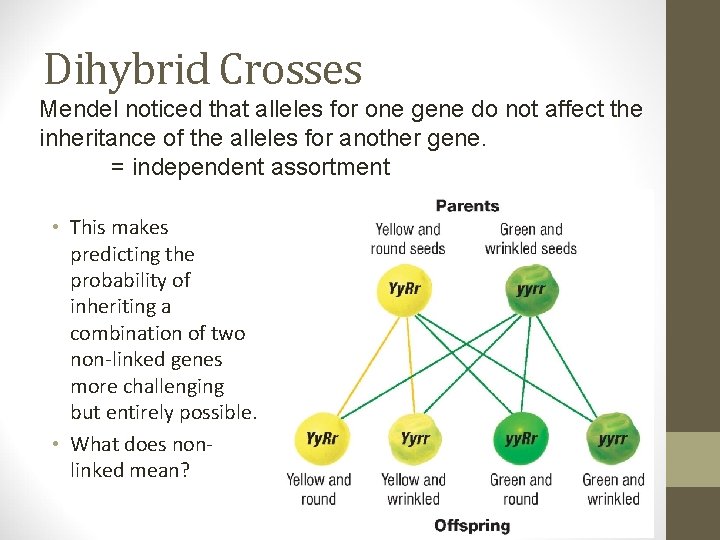 Dihybrid Crosses Mendel noticed that alleles for one gene do not affect the inheritance