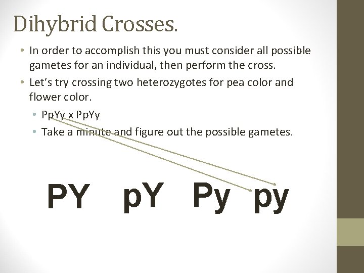 Dihybrid Crosses. • In order to accomplish this you must consider all possible gametes