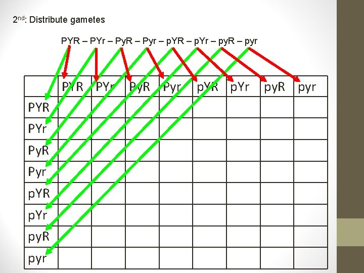 2 nd: Distribute gametes PYR – PYr – Py. R – Pyr – p.