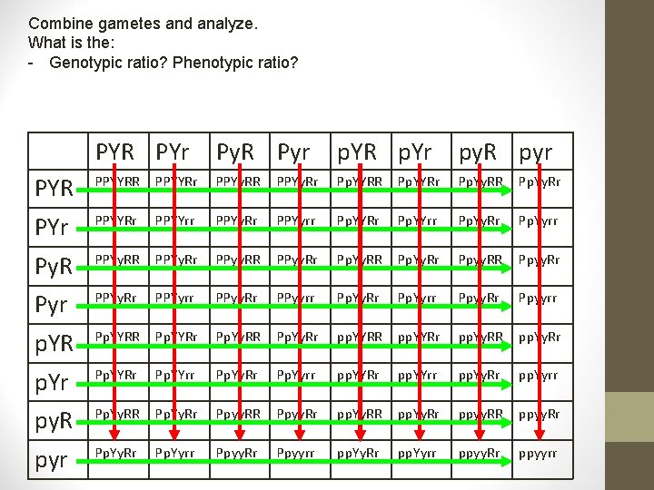 Combine gametes and analyze. What is the: - Genotypic ratio? Phenotypic ratio? PYR PYr