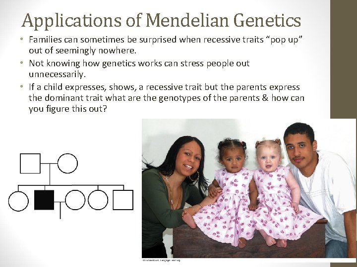Applications of Mendelian Genetics • Families can sometimes be surprised when recessive traits “pop