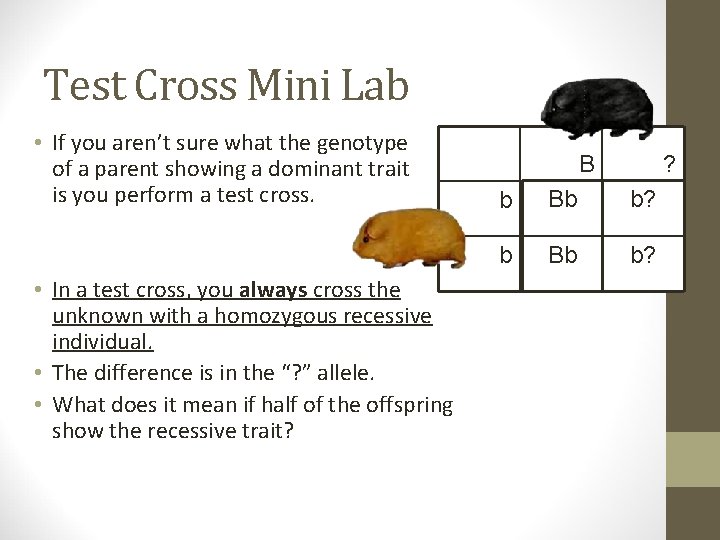 Test Cross Mini Lab • If you aren’t sure what the genotype of a