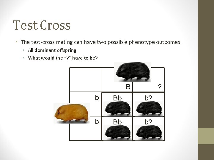 Test Cross • The test-cross mating can have two possible phenotype outcomes. • All
