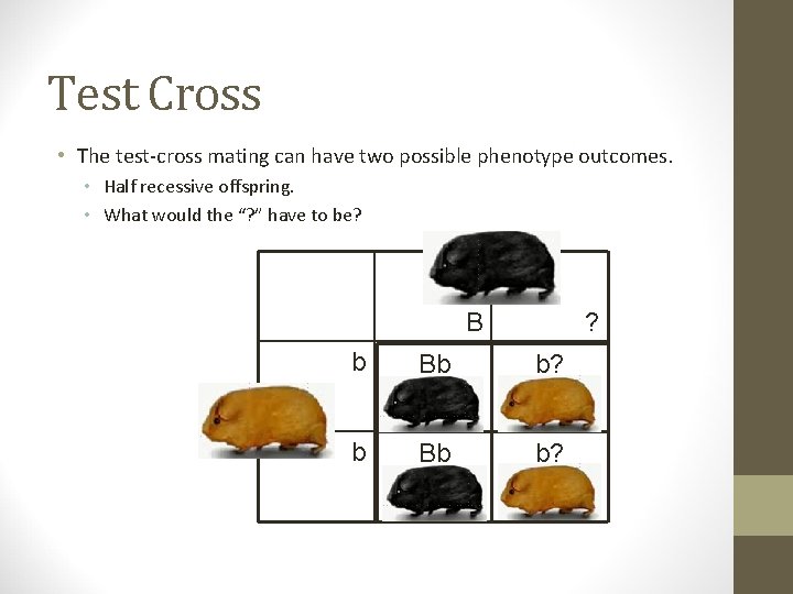 Test Cross • The test-cross mating can have two possible phenotype outcomes. • Half
