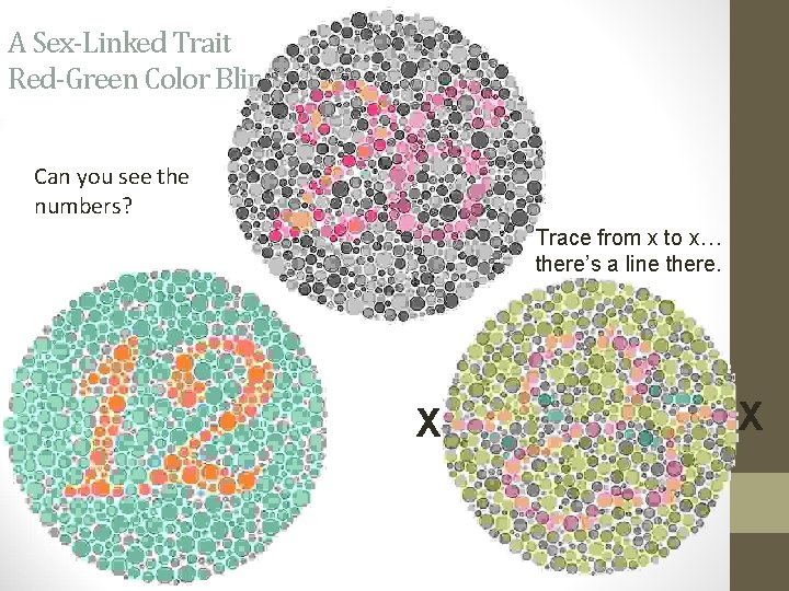 A Sex-Linked Trait Red-Green Color Blindness Can you see the numbers? Trace from x
