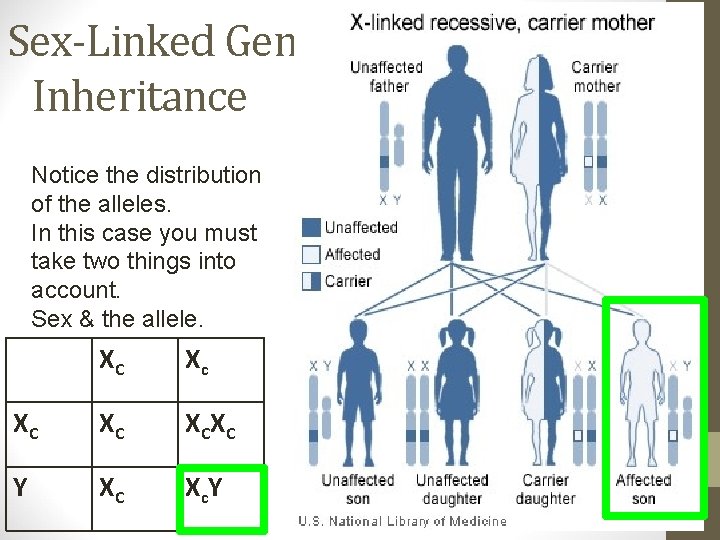 Sex-Linked Gene Inheritance Notice the distribution of the alleles. In this case you must