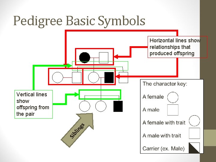 Pedigree Basic Symbols Horizontal lines show relationships that produced offspring Sib lin gs Vertical