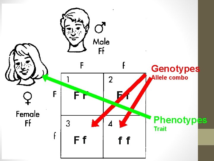 Genotypes Allele combo FF Ff Phenotypes Trait Ff f f 