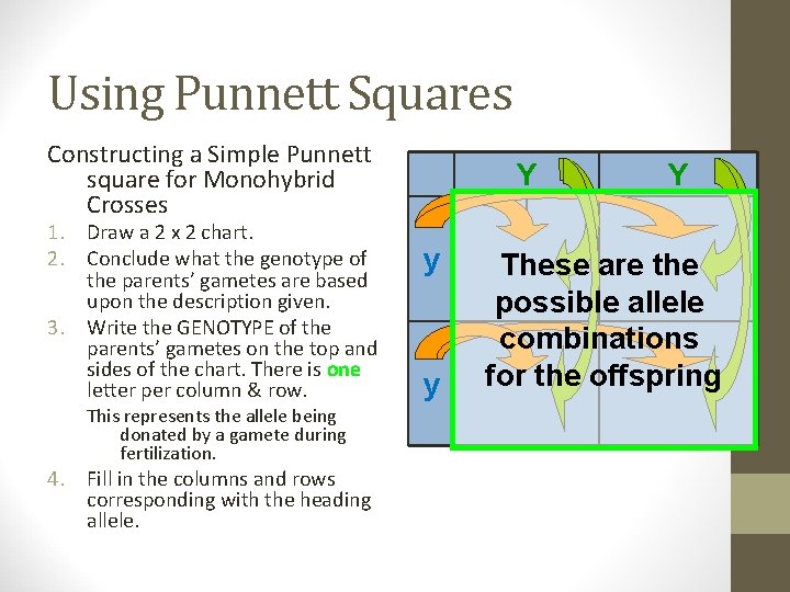 Using Punnett Squares Constructing a Simple Punnett square for Monohybrid Crosses 1. Draw a