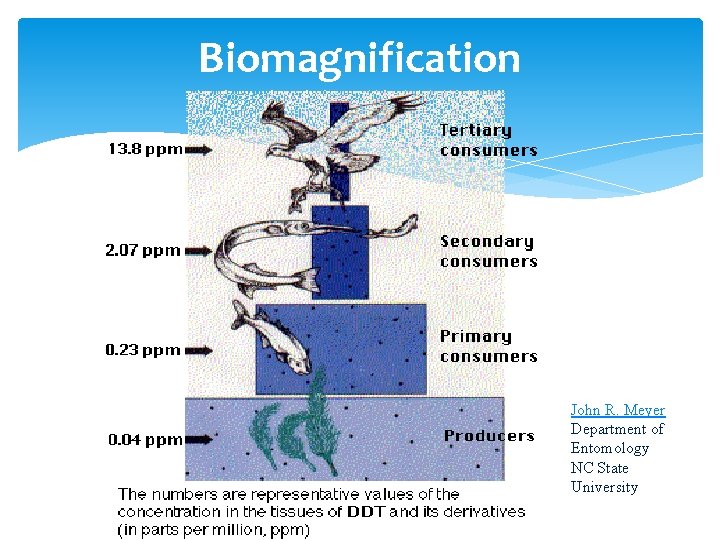 Biomagnification John R. Meyer Department of Entomology NC State University 