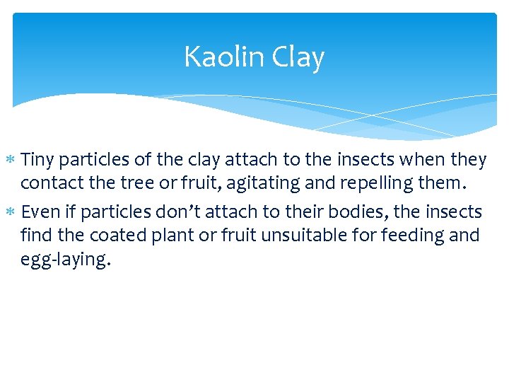 Kaolin Clay Tiny particles of the clay attach to the insects when they contact Kaolin Clay Tiny particles of the clay attach to the insects when they contact