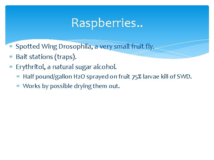 Raspberries. . Spotted Wing Drosophila, a very small fruit fly. Bait stations (traps). Erythritol,