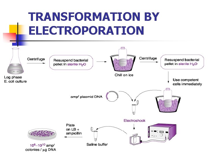 TRANSFORMATION BY ELECTROPORATION 