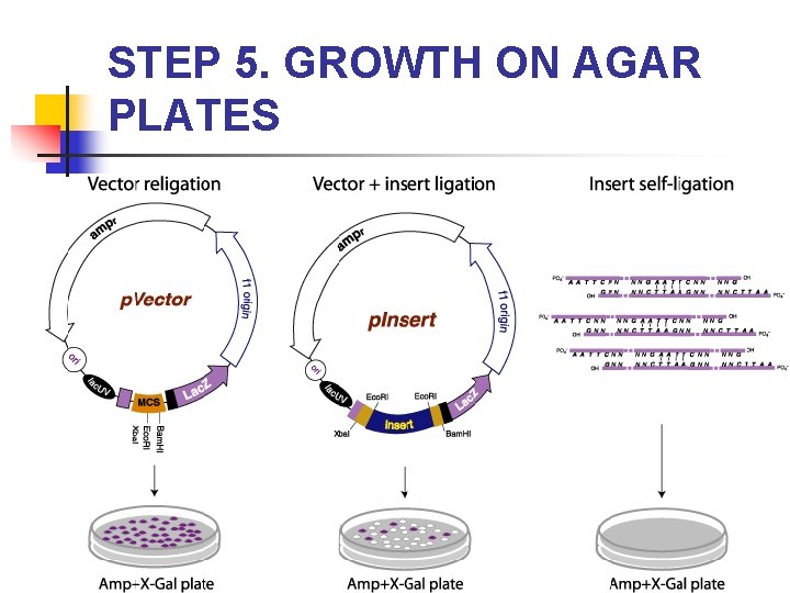 STEP 5. GROWTH ON AGAR PLATES 