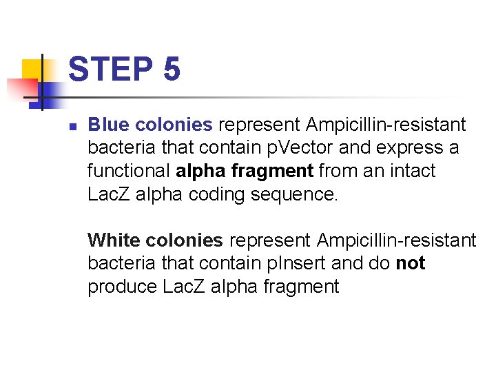 STEP 5 n Blue colonies represent Ampicillin-resistant bacteria that contain p. Vector and express