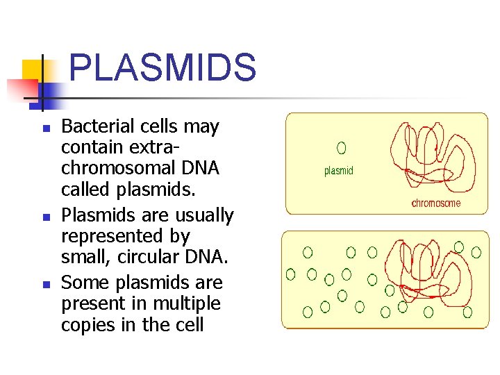 PLASMIDS n n n Bacterial cells may contain extrachromosomal DNA called plasmids. Plasmids are