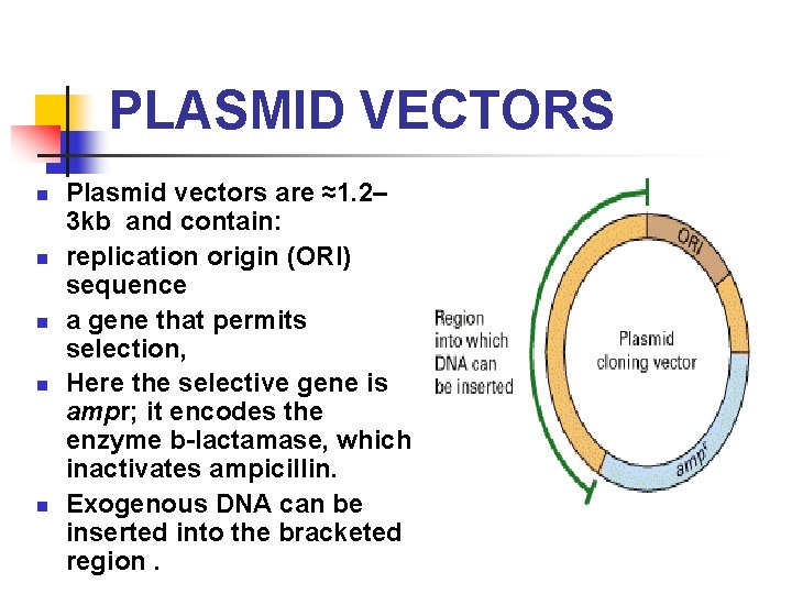 PLASMID VECTORS n n n Plasmid vectors are ≈1. 2– 3 kb and contain: