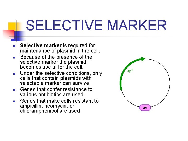 SELECTIVE MARKER n n n Selective marker is required for maintenance of plasmid in