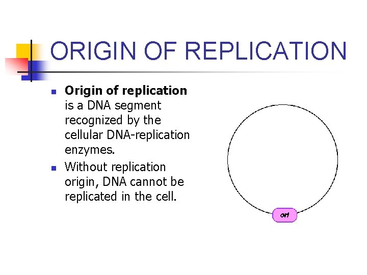 ORIGIN OF REPLICATION n n Origin of replication is a DNA segment recognized by