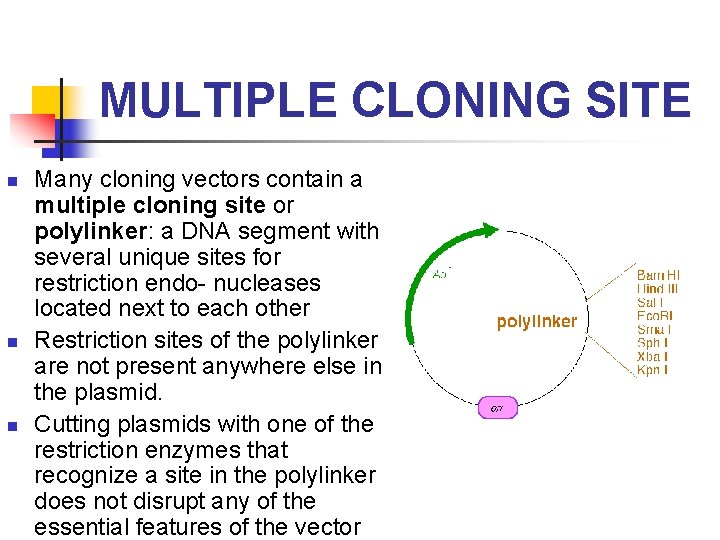 MULTIPLE CLONING SITE n n n Many cloning vectors contain a multiple cloning site