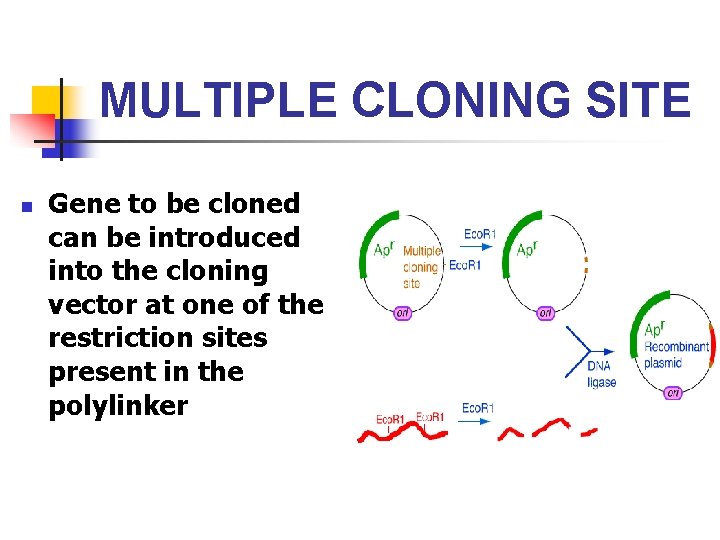 MULTIPLE CLONING SITE n Gene to be cloned can be introduced into the cloning