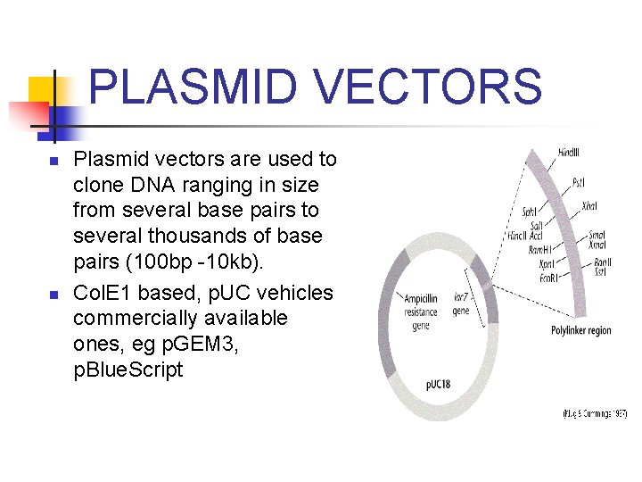 PLASMID VECTORS n n Plasmid vectors are used to clone DNA ranging in size