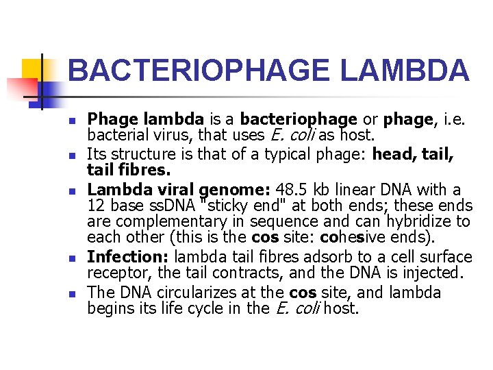 BACTERIOPHAGE LAMBDA n n n Phage lambda is a bacteriophage or phage, i. e.