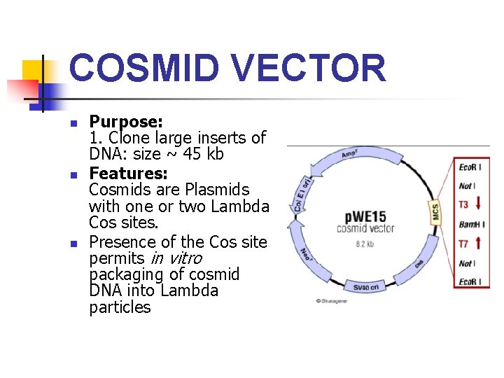 COSMID VECTOR n n n Purpose: 1. Clone large inserts of DNA: size ~