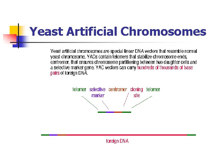 Yeast Artificial Chromosomes 