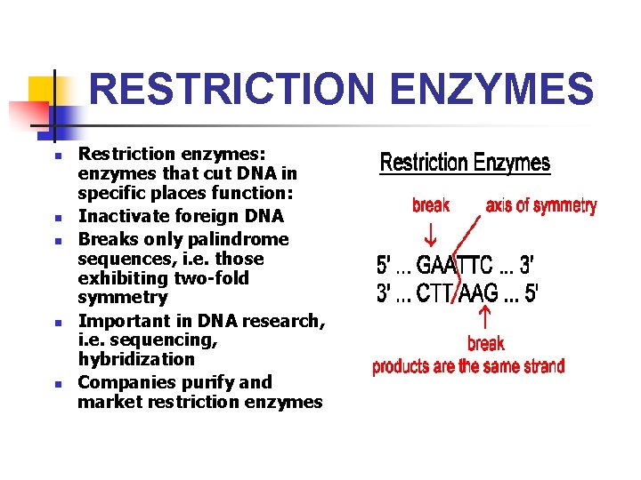 RESTRICTION ENZYMES n n n Restriction enzymes: enzymes that cut DNA in specific places