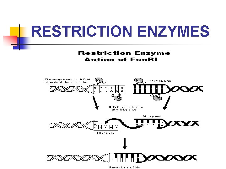 RESTRICTION ENZYMES 