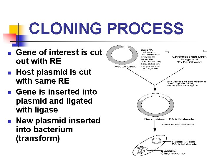 CLONING PROCESS n n Gene of interest is cut out with RE Host plasmid