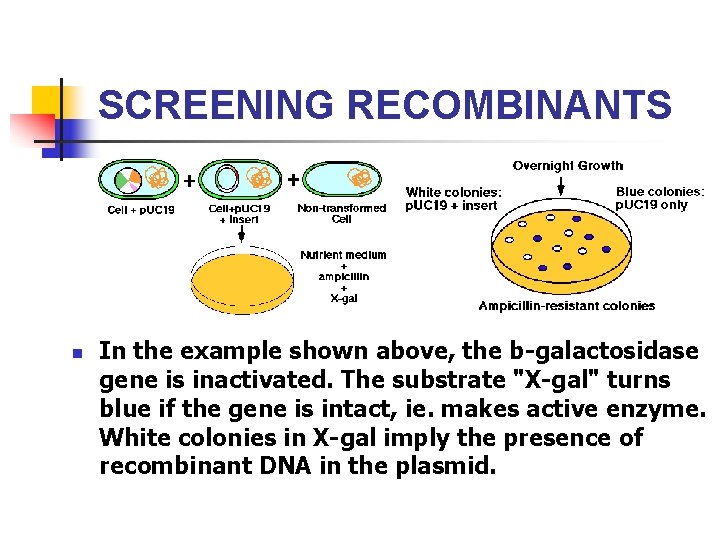 SCREENING RECOMBINANTS n In the example shown above, the b-galactosidase gene is inactivated. The