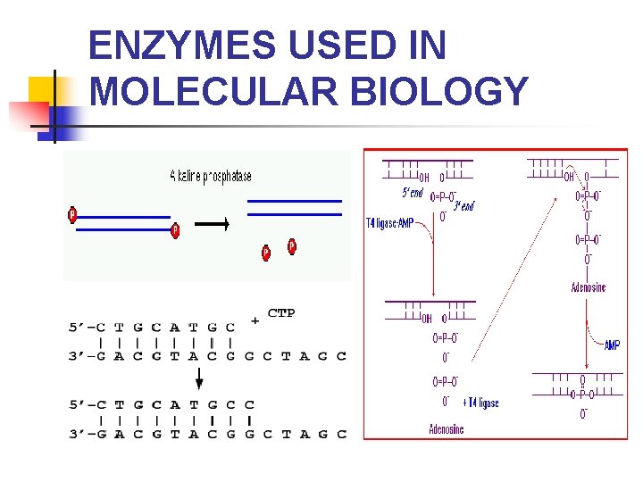 ENZYMES USED IN MOLECULAR BIOLOGY 
