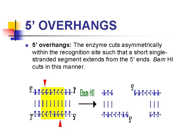 5’ OVERHANGS n 5' overhangs: The enzyme cuts asymmetrically within the recognition site such