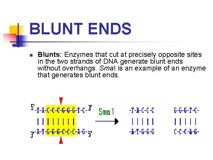 BLUNT ENDS n Blunts: Enzymes that cut at precisely opposites in the two strands