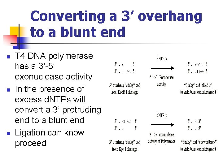 Converting a 3’ overhang to a blunt end n n n T 4 DNA