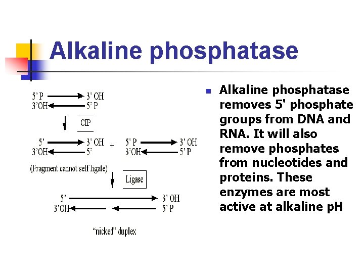 Alkaline phosphatase n Alkaline phosphatase removes 5' phosphate groups from DNA and RNA. It