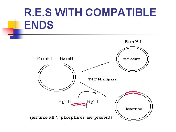 R. E. S WITH COMPATIBLE ENDS 